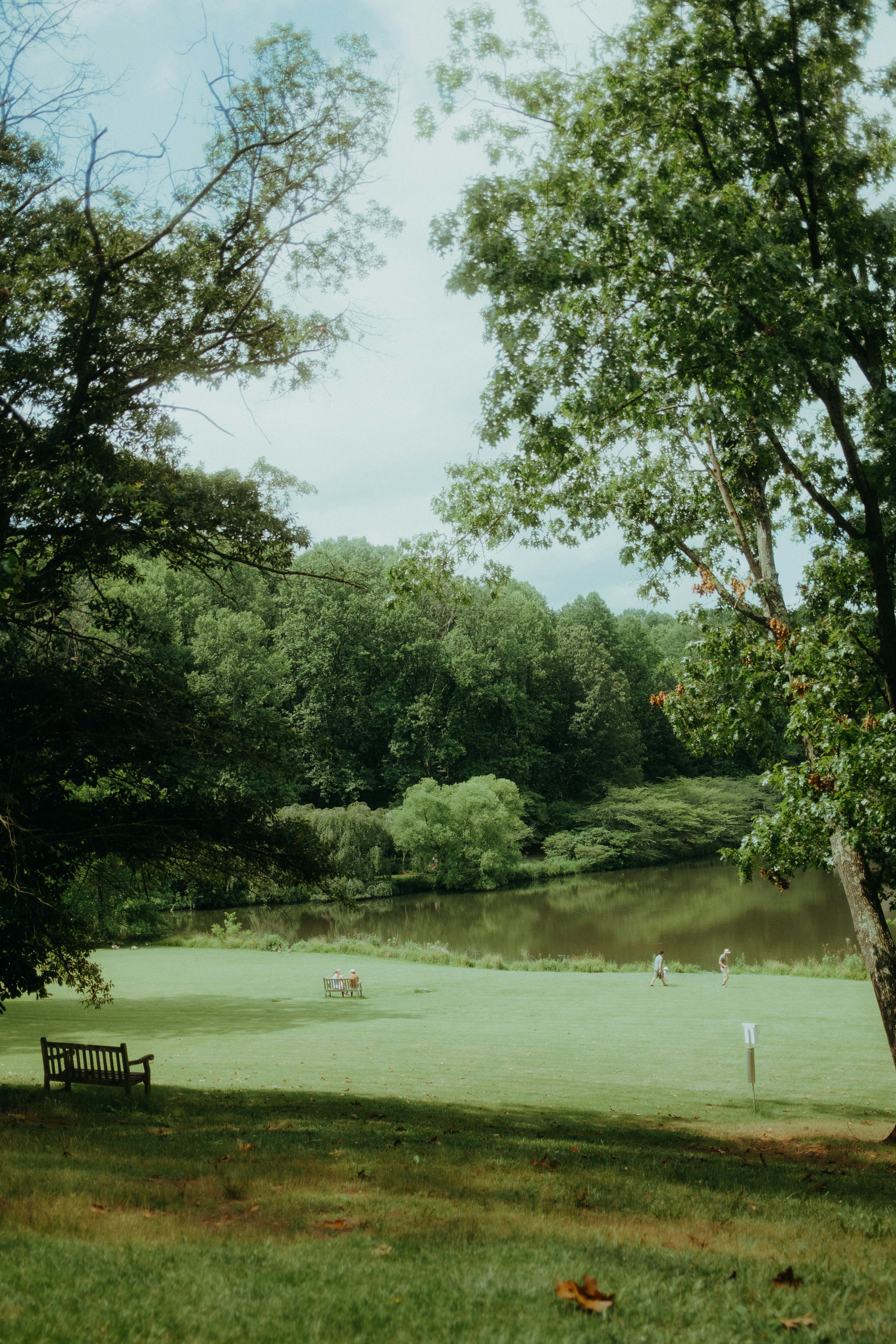 green grass field with trees and grass field